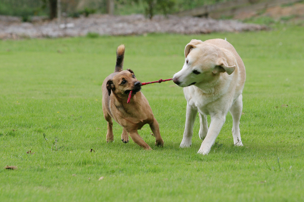 Two dogs playing tug-of-war with a red rope toy on a green grassy field, playful and energetic mood