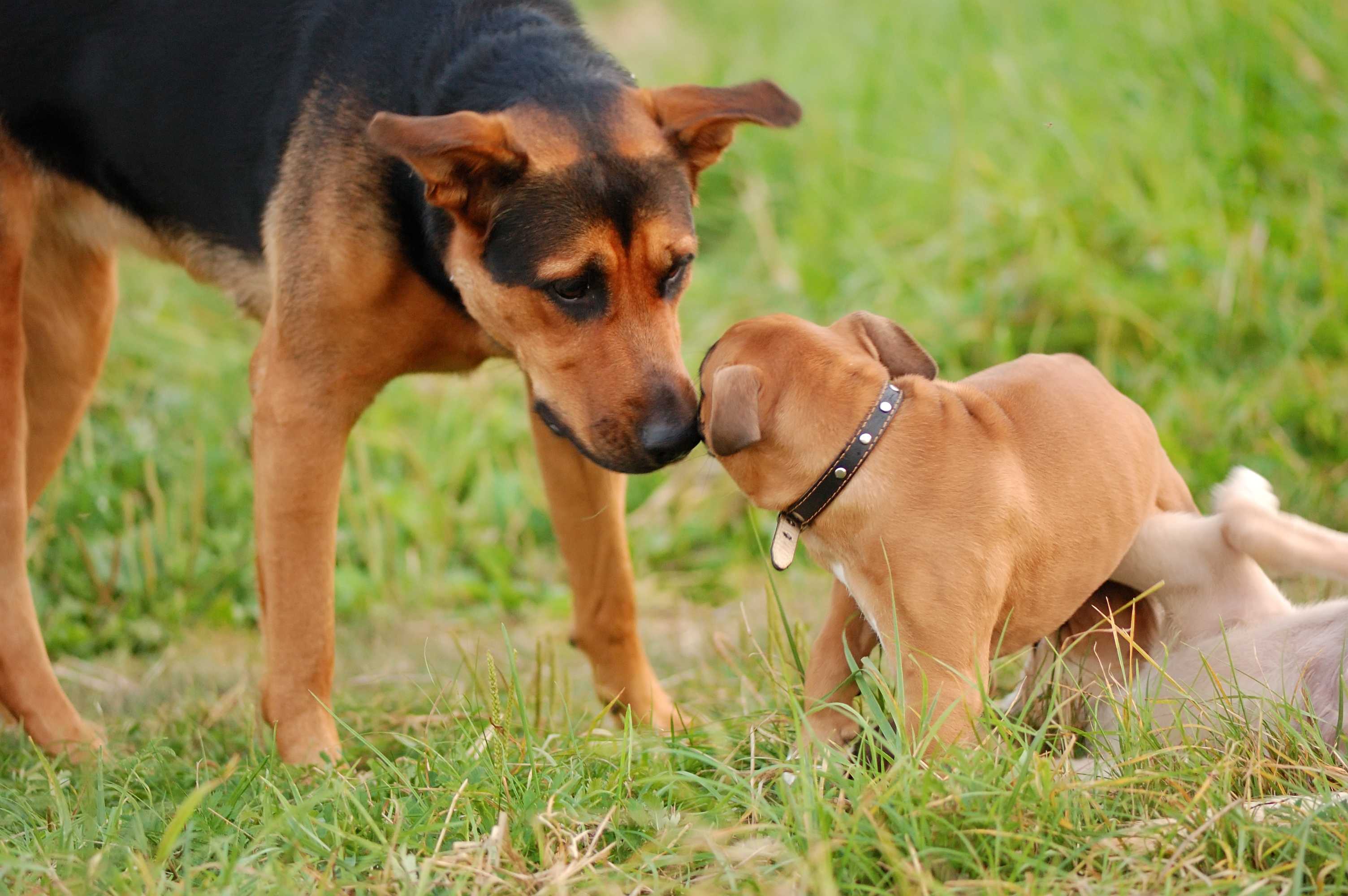A large black and tan dog nose-to-nose with a smaller tan puppy wearing a collar, standing on green grass