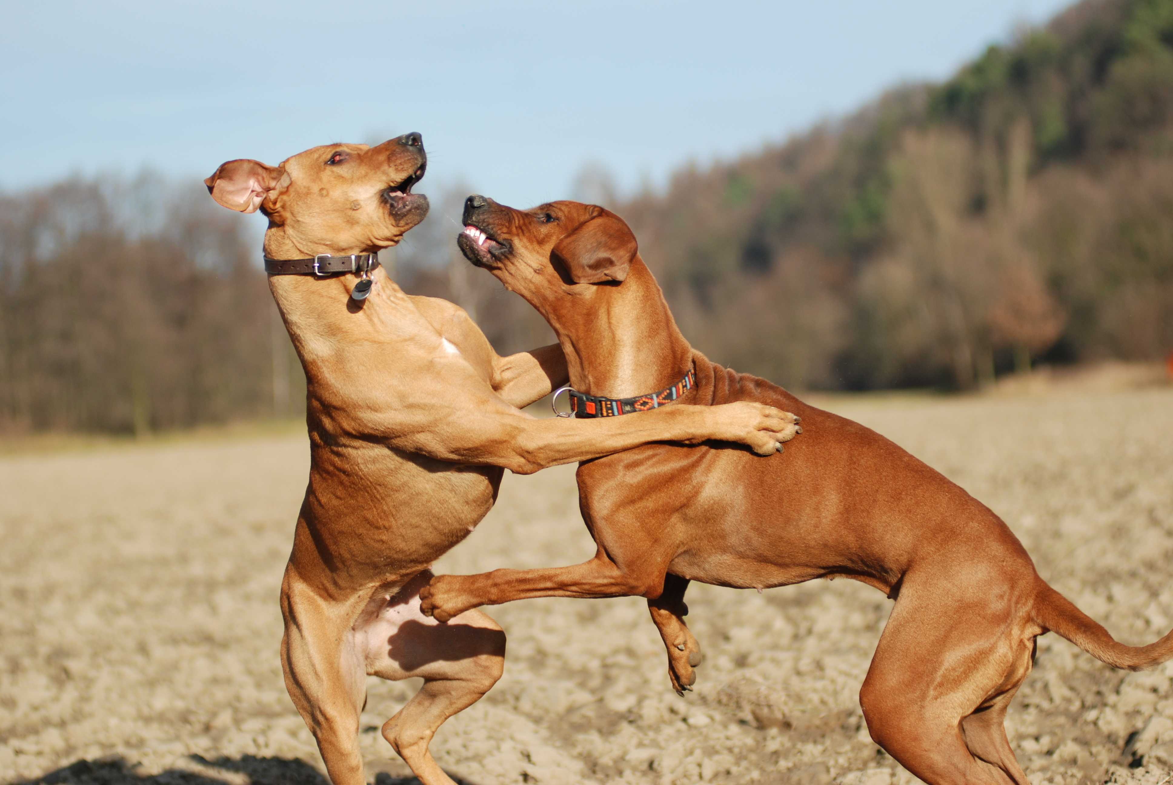 Two tan-colored dogs playfully sparring on hind legs in an outdoor dirt field with trees in background, wearing collars