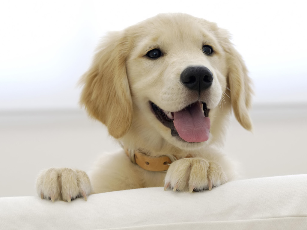 Close-up of a light-colored puppy with tongue out and paws resting on a white ledge, wearing a collar